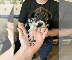 Australian Shepherd-Boxer Mix Dogs for adoption in Aurora, IN, USA