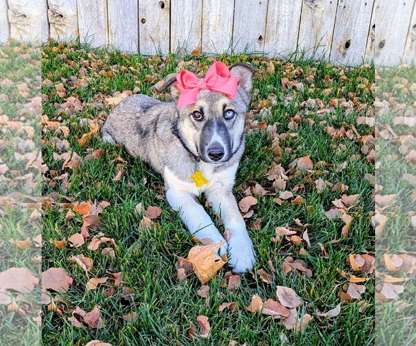 Medium Photo #13 Mutt Puppy For Sale in Sandy, UT, USA