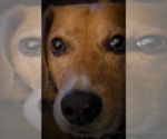 Small #4 Beagle