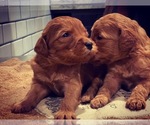 Small Photo #17 Goldendoodle Puppy For Sale in GOODLETTSVILLE, TN, USA