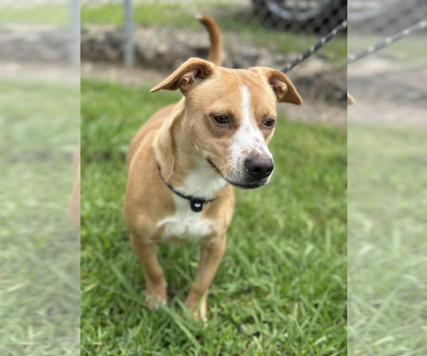 Medium Photo #3 Jack Russell Terrier-Unknown Mix Puppy For Sale in Oakhurst, NJ, USA