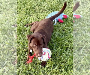 Labrador Retriever Dogs for adoption in Boca Raton, FL, USA
