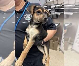 Cheagle Dogs for adoption in Stockton, CA, USA