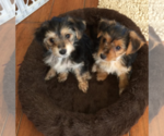 Small Photo #2 Morkie Puppy For Sale in NEW PORT RICHEY, FL, USA