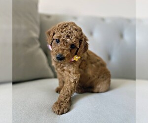 Goldendoodle (Miniature) Puppy for sale in RONKS, PA, USA