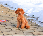 Small #13 Cavapoo (Miniature)