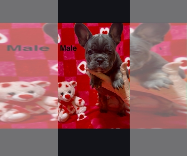 Medium Photo #4 French Bulldog Puppy For Sale in FAIRVIEW, MO, USA