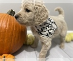 Small Photo #2 Goldendoodle Puppy For Sale in EUREKA, MO, USA