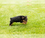 Small #6 Yorkshire Terrier