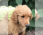 Small Photo #4 Goldendoodle Puppy For Sale in HARRISONBURG, VA, USA