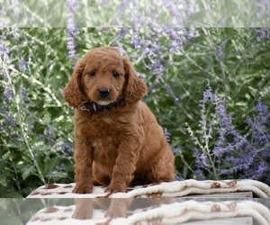 Goldendoodle (Miniature) Puppy for sale in CHRISTIANA, PA, USA