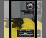 Image preview for Ad Listing. Nickname: Maple