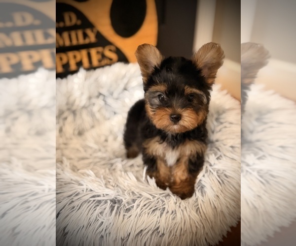 Medium Photo #1 Yorkshire Terrier Puppy For Sale in CROSSVILLE, TN, USA