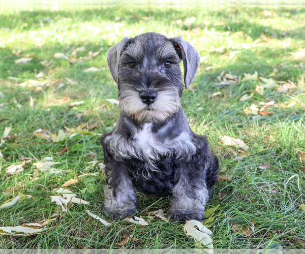 Medium Photo #7 Schnauzer (Miniature) Puppy For Sale in SYRACUSE, IN, USA