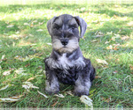 Kennedy - Male Schnauzer (Miniature) Puppy for Sale - Photo #7