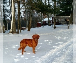 Mother of the Golden Retriever puppies born on 07/18/2020