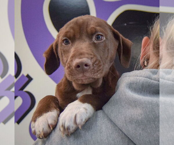 Medium Photo #5 Chocolate Labrador retriever-Unknown Mix Puppy For Sale in Huntley, IL, USA