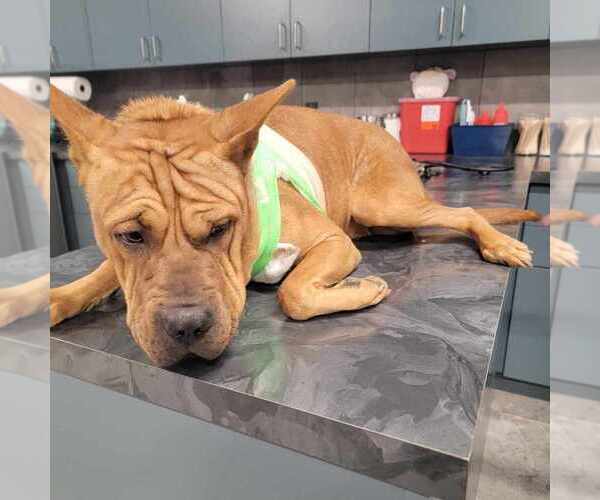 Medium Photo #4 Chinese Shar-Pei-Unknown Mix Puppy For Sale in New York, NY, USA