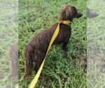 Small #1 Dachshund Mix