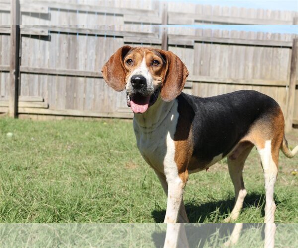 Medium Photo #1 Mutt Puppy For Sale in Jackson, MS, USA