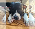 Small #3 American Pit Bull Terrier-American Staffordshire Terrier Mix