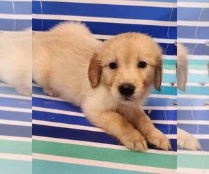 Golden Retriever Dog for Adoption in AIKEN, South Carolina USA