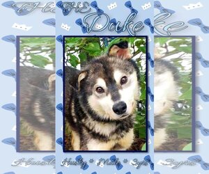 - Mix Dogs for adoption in Anchorage, AK, USA