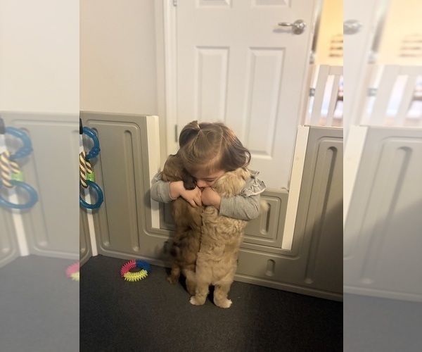 Medium Photo #12 Goldendoodle (Miniature) Puppy For Sale in CAPE CORAL, FL, USA