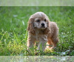Small #4 Cocker Spaniel