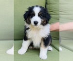 Puppy Arrow Miniature Australian Shepherd