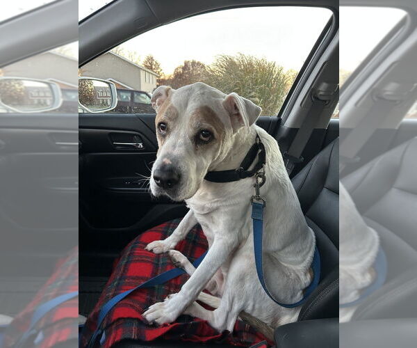 Medium Photo #3 Bullboxer Pit Puppy For Sale in Springdale, PA, USA