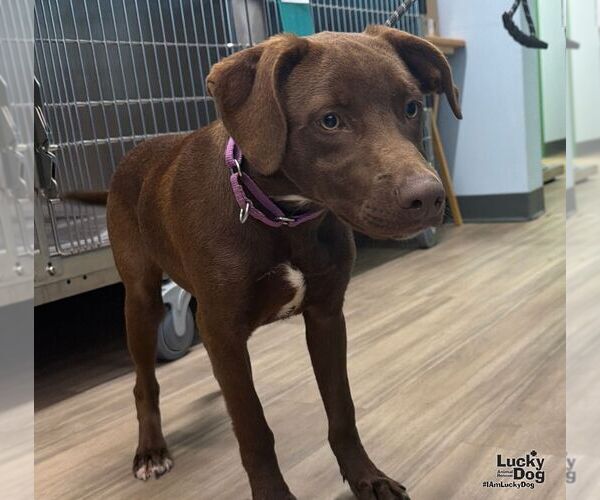 Medium Photo #3 Labrador Retriever-Unknown Mix Puppy For Sale in Washington, DC, USA