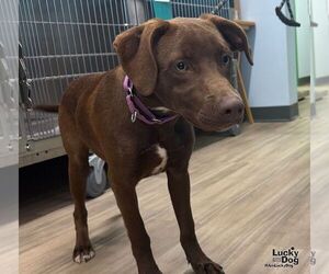 Cheech - Male Labrador Retriever-Unknown Mix Dog for Adoption - Photo #3