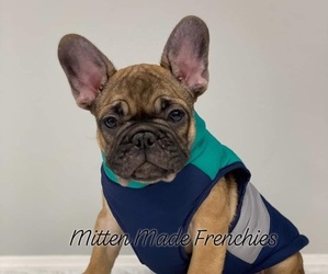French Bulldog Puppy for sale in BATTLE CREEK, MI, USA