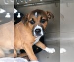 Small Photo #11 Boxer-Unknown Mix Puppy For Sale in Dana Point, CA, USA