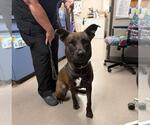 BROOKIE - Female Siberian Husky-Unknown Mix Dog for Adoption - Small photo