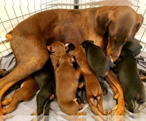Mother of the Doberman Pinscher puppies born on 04/22/2022