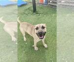 Small #1 Staffordshire Bull Terrier Mix