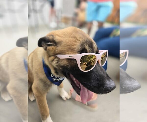 Medium Photo #2 Anatolian Shepherd-Unknown Mix Puppy For Sale in Greenville, SC, USA