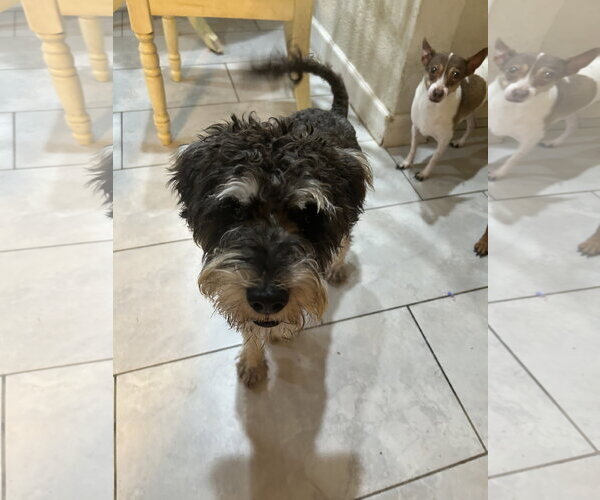 Medium Photo #2 Poodle (Miniature)-Unknown Mix Puppy For Sale in Queen Creek, AZ, USA