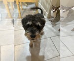 Small #1 Poodle (Miniature) Mix