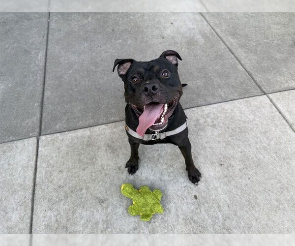 Medium Photo #1 American Pit Bull Terrier Puppy For Sale in Berkeley , CA, USA