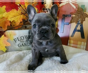 French Bulldog Puppy for sale in PATASKALA, OH, USA