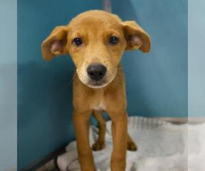 Mutt Dogs for adoption in San Antonio, TX, USA