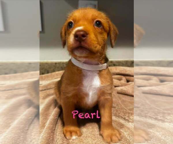 Medium Photo #1 Mutt Puppy For Sale in Mission Viejo, CA, USA