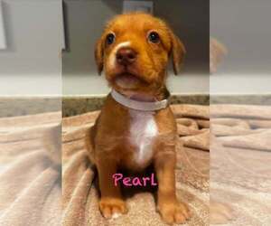 Mutt Dogs for adoption in Mission Viejo, CA, USA