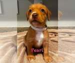 Small Mutt