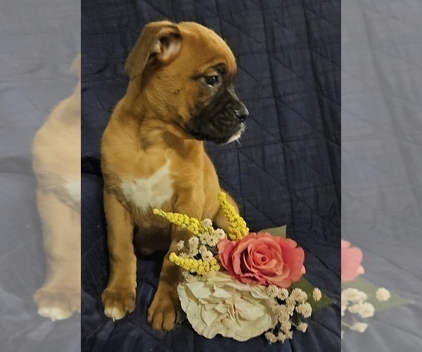 Medium Photo #6 Boxer Puppy For Sale in EDINA, MO, USA