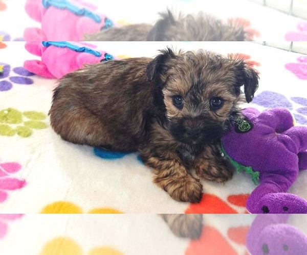 Medium Photo #13 Yorkipoo Puppy For Sale in ORO VALLEY, AZ, USA