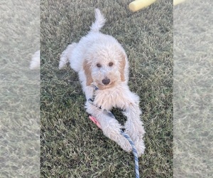 Goldendoodle Puppy for sale in AUBREY, TX, USA